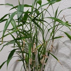 Meet your Posher, Alie